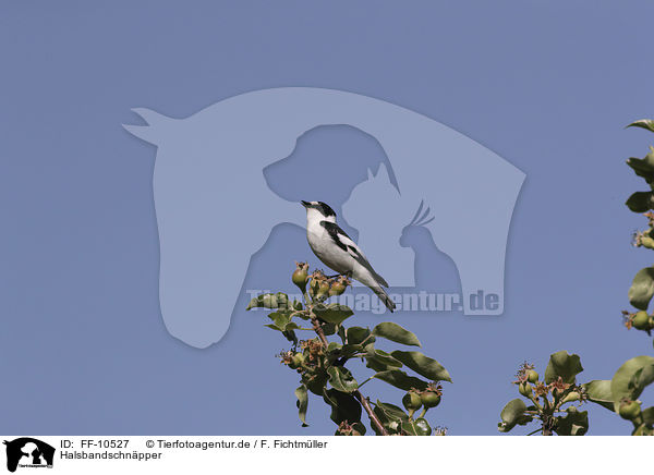 Halsbandschnpper / collared flycatcher / FF-10527