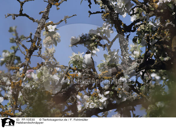 Halsbandschnpper / collared flycatcher / FF-10530