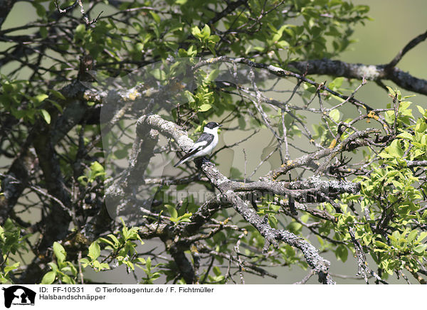 Halsbandschnpper / collared flycatcher / FF-10531