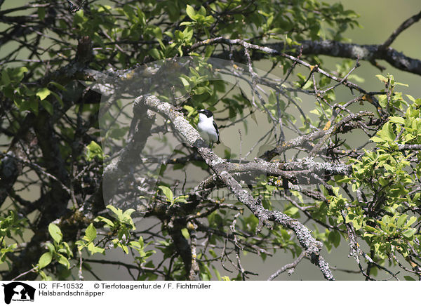 Halsbandschnpper / collared flycatcher / FF-10532