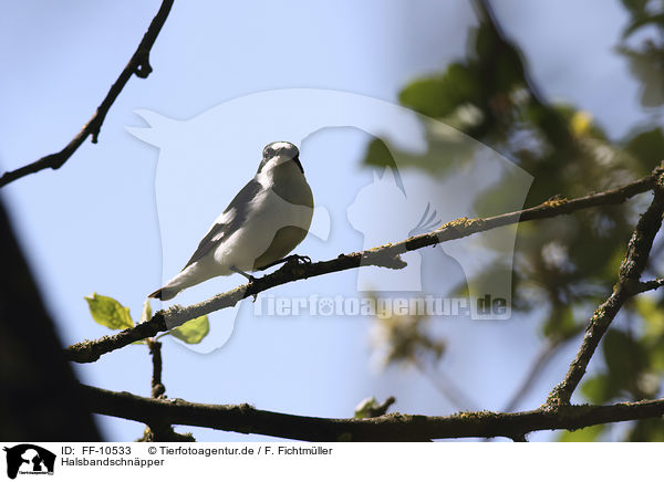 Halsbandschnpper / collared flycatcher / FF-10533