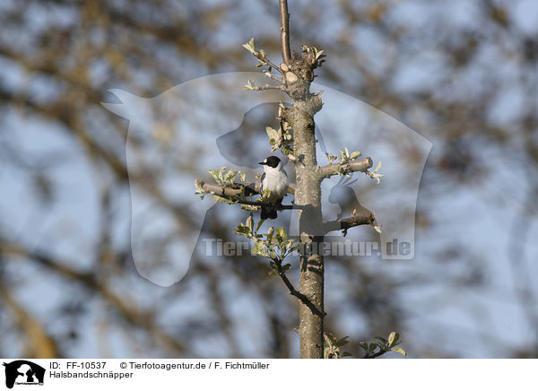 Halsbandschnpper / collared flycatcher / FF-10537