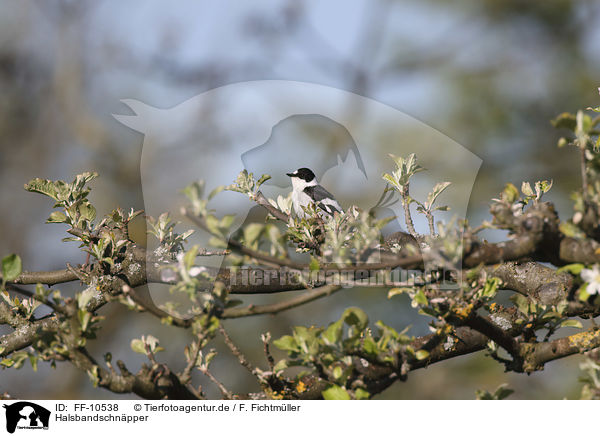 Halsbandschnpper / collared flycatcher / FF-10538