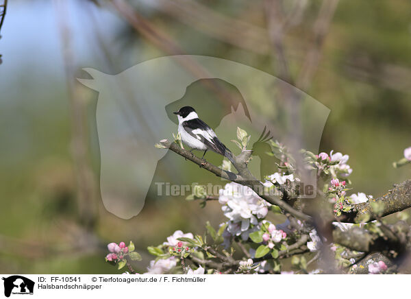 Halsbandschnpper / collared flycatcher / FF-10541