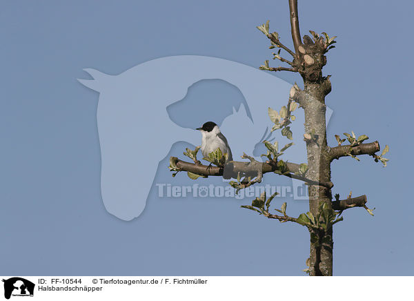 Halsbandschnpper / collared flycatcher / FF-10544