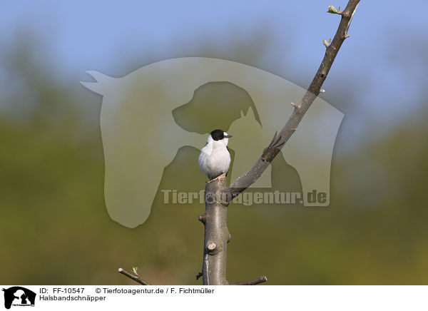 Halsbandschnpper / collared flycatcher / FF-10547