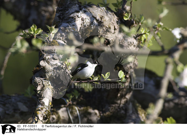 Halsbandschnpper / collared flycatcher / FF-10551