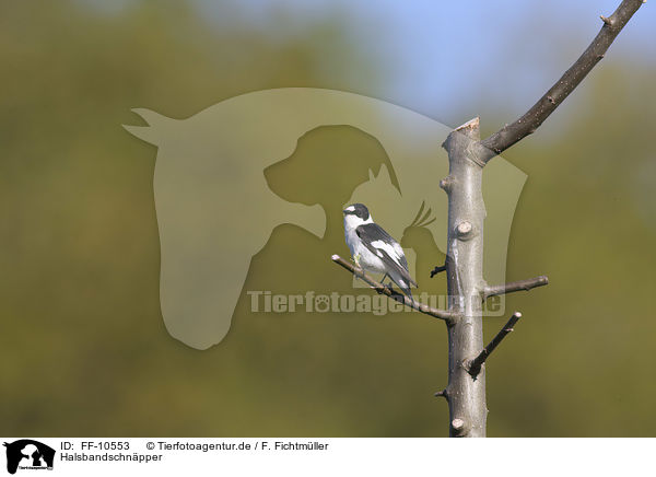 Halsbandschnpper / collared flycatcher / FF-10553