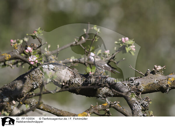 Halsbandschnpper / collared flycatcher / FF-10554