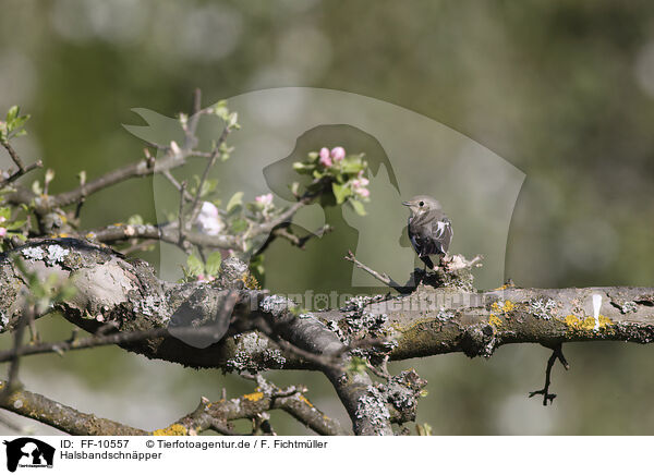 Halsbandschnpper / collared flycatcher / FF-10557