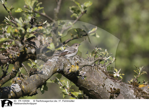 Halsbandschnpper / collared flycatcher / FF-10559