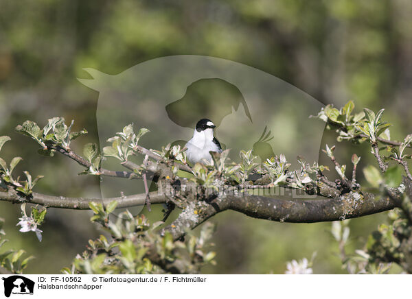 Halsbandschnpper / collared flycatcher / FF-10562