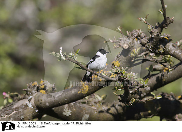 Halsbandschnpper / collared flycatcher / FF-10563