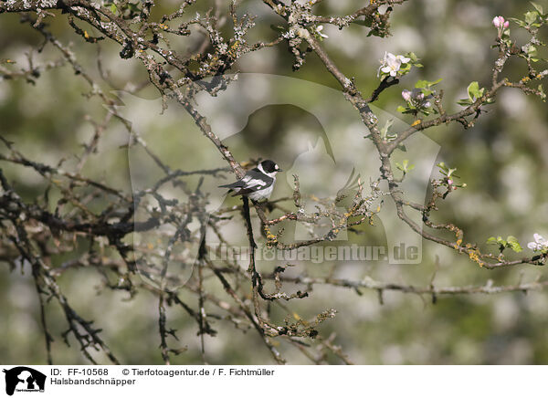 Halsbandschnpper / collared flycatcher / FF-10568