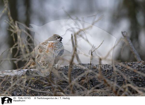 Haselhuhn / hazel grouse / THA-10745