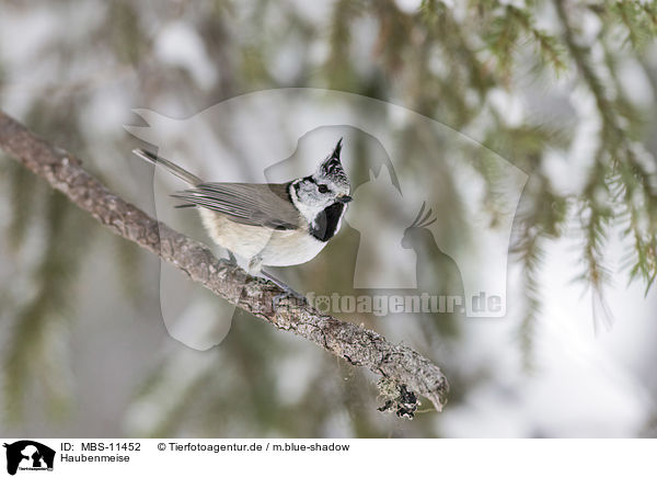 Haubenmeise / crested tit / MBS-11452