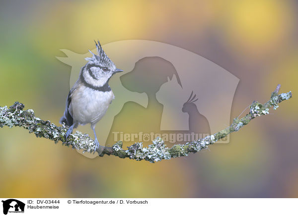 Haubenmeise / crested tit / DV-03444