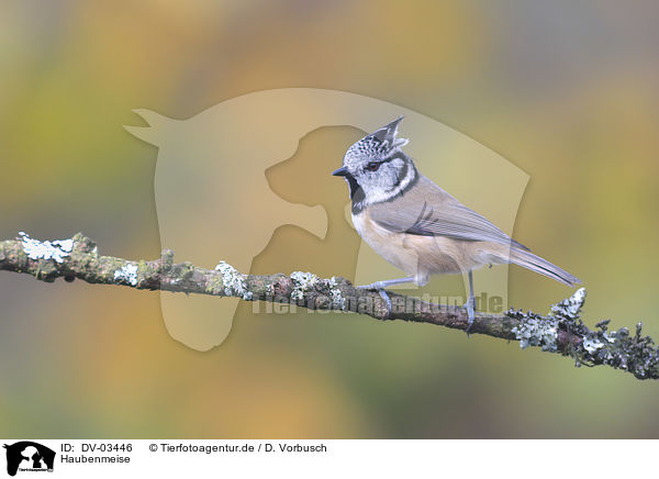 Haubenmeise / crested tit / DV-03446