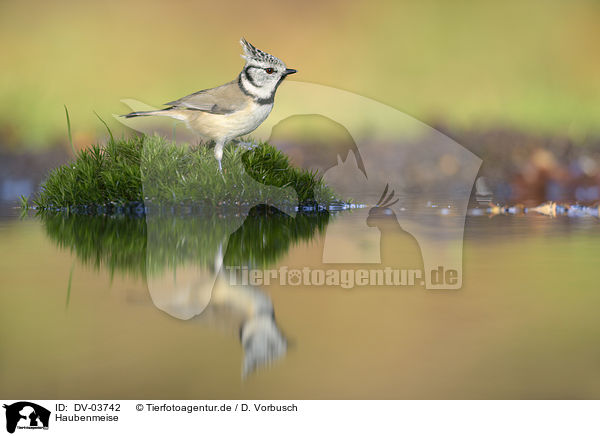 Haubenmeise / crested tit / DV-03742