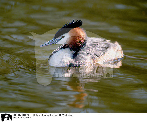 Haubentaucher / great crested grebe / DV-01076