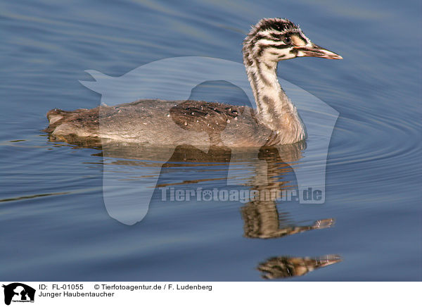 Junger Haubentaucher / young great crested grebe / FL-01055