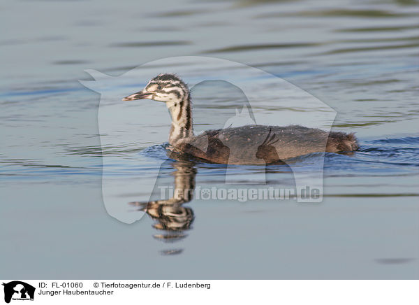 Junger Haubentaucher / young great crested grebe / FL-01060