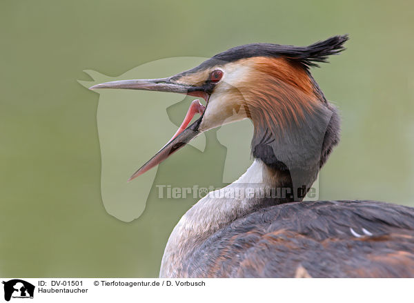 Haubentaucher / Great Crested Grebe / DV-01501