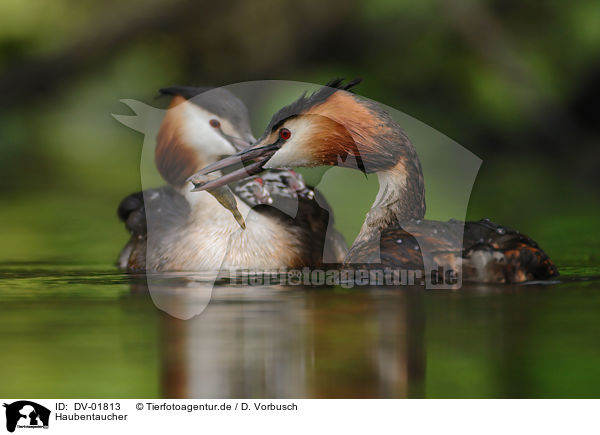 Haubentaucher / great crested grebe / DV-01813