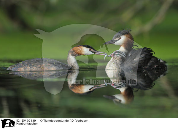 Haubentaucher / great crested grebes / DV-02139