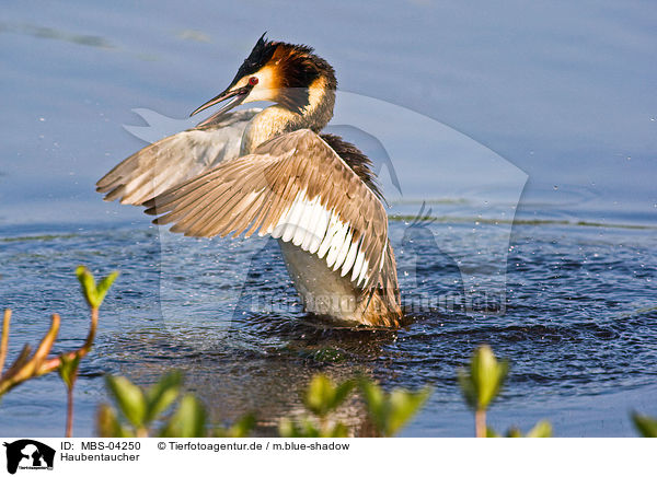 Haubentaucher / great crested grebe / MBS-04250