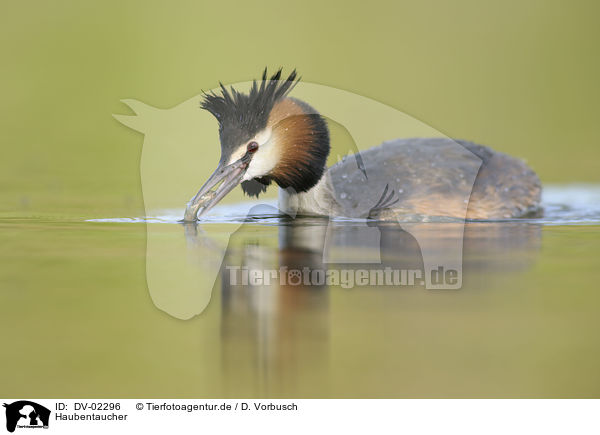 Haubentaucher / great crested grebe / DV-02296