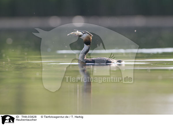 Haubentaucher / great crested grebe / THA-03828