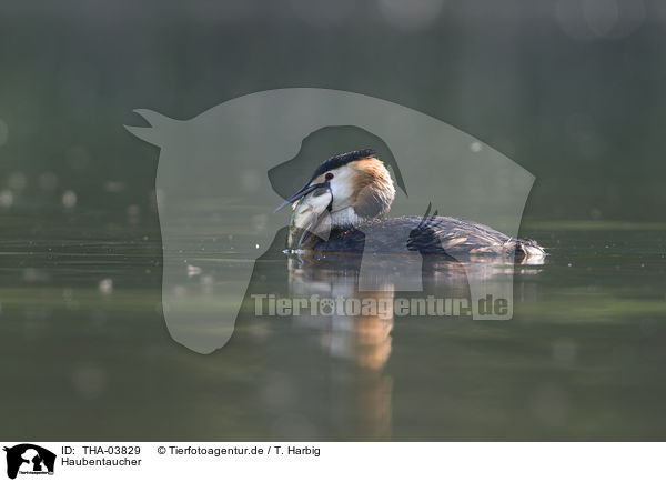 Haubentaucher / great crested grebe / THA-03829