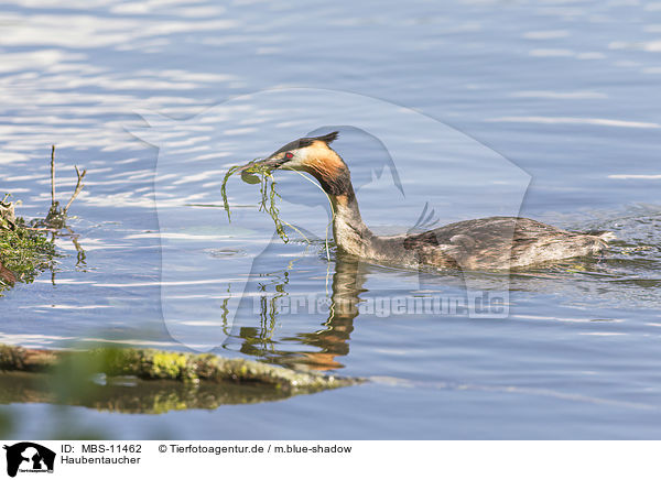 Haubentaucher / great crested grebe / MBS-11462