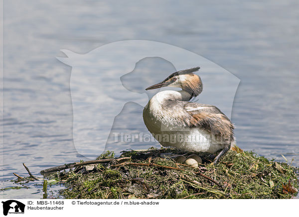 Haubentaucher / great crested grebe / MBS-11468