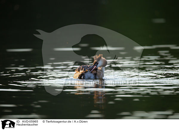 Haubentaucher / great crested grebe / AVD-05965