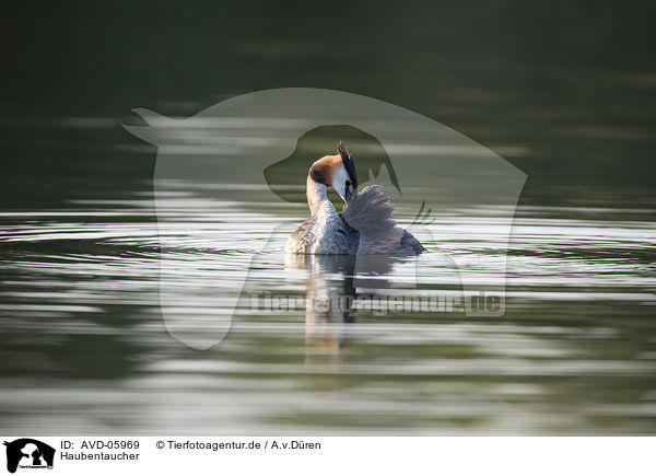 Haubentaucher / great crested grebe / AVD-05969