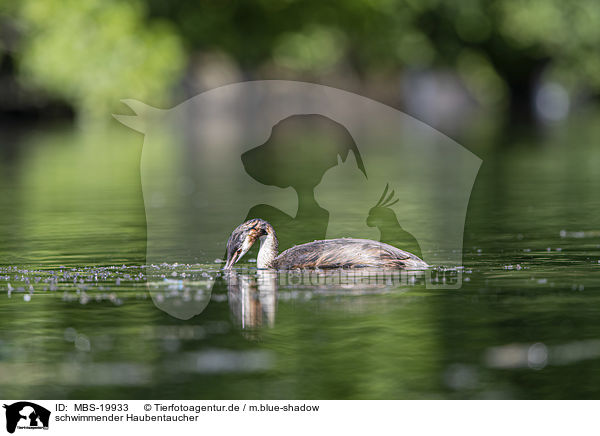 schwimmender Haubentaucher / swimming Great Crested Grebe / MBS-19933