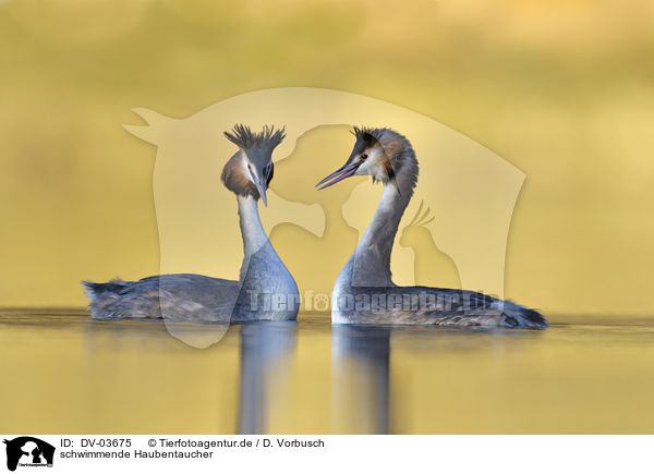 schwimmende Haubentaucher / swimming Great Crested Grebes / DV-03675