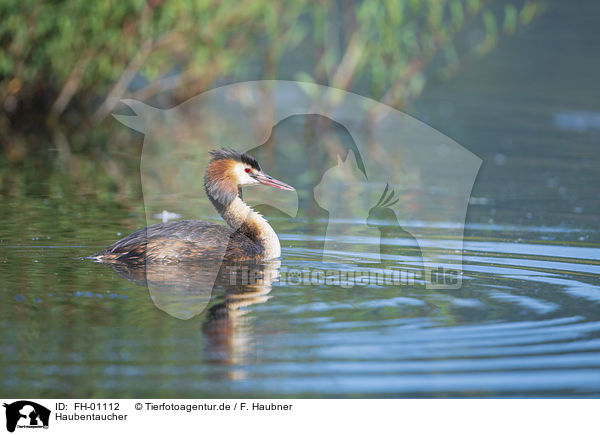 Haubentaucher / Great Crested Grebe / FH-01112