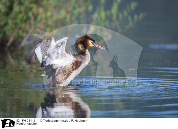 Haubentaucher / Great Crested Grebe / FH-01113