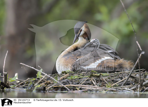 Haubentaucher / Great Crested Grebes / DV-03713