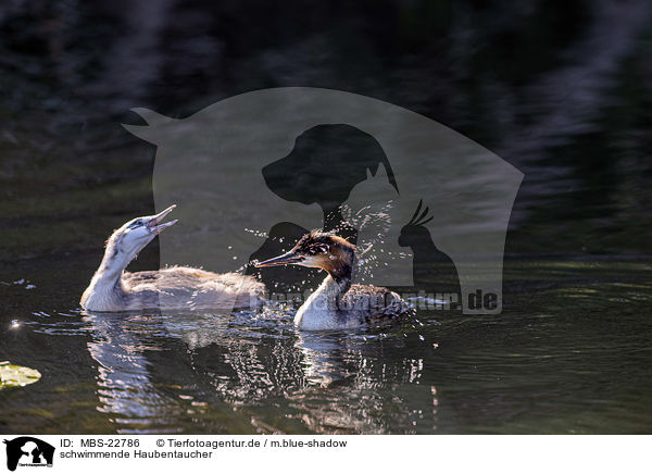 schwimmende Haubentaucher / swimming Great Crested Grebes / MBS-22786