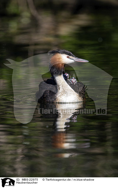 Haubentaucher / great crested grebe / MBS-22975