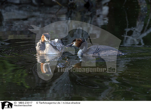 Haubentaucher / great crested grebe / MBS-23017