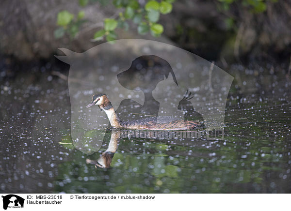 Haubentaucher / great crested grebe / MBS-23018