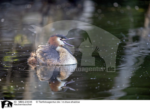 Haubentaucher / great crested grebe / MBS-23036