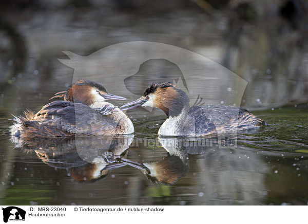 Haubentaucher / great crested grebe / MBS-23040