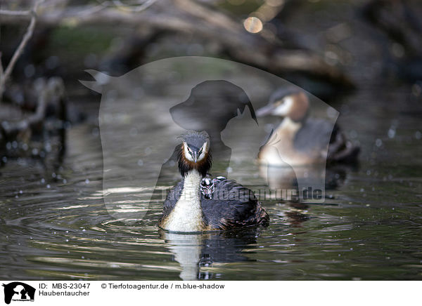 Haubentaucher / great crested grebe / MBS-23047