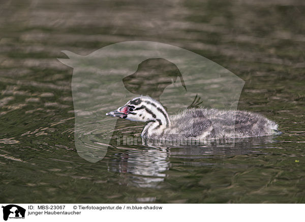 junger Haubentaucher / young great crested grebe / MBS-23067